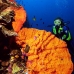 sponge_orange_sr_v_0705_png0192.jpg